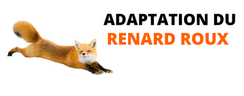 adaptation-du-renard-roux