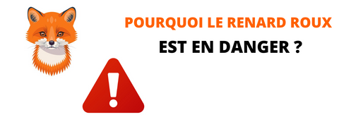 pourquoi-le-renard-roux-est-en-danger