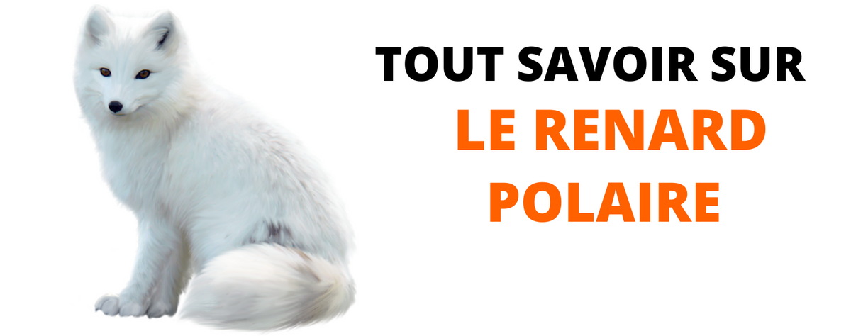 Peluche renard discount polaire