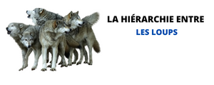 hierarchie-des-loups