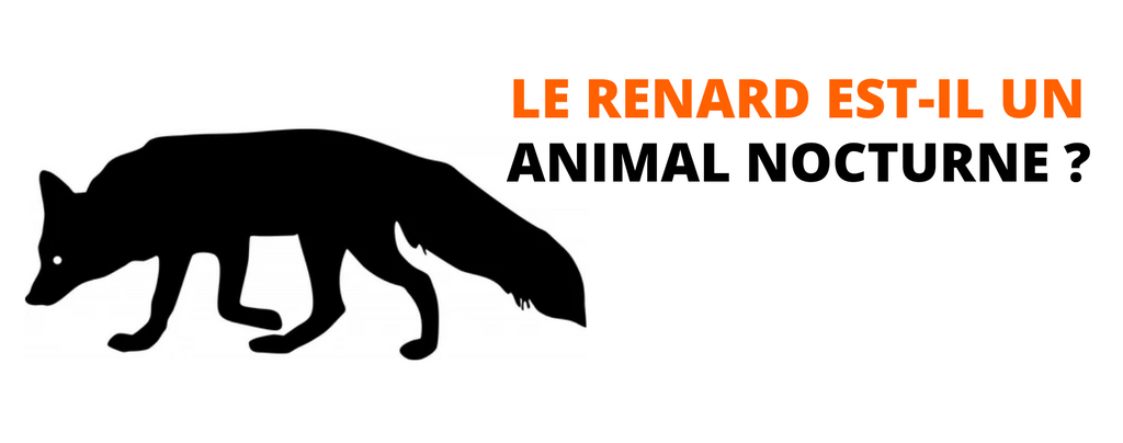 Le Renard est-il un animal nocturne ?