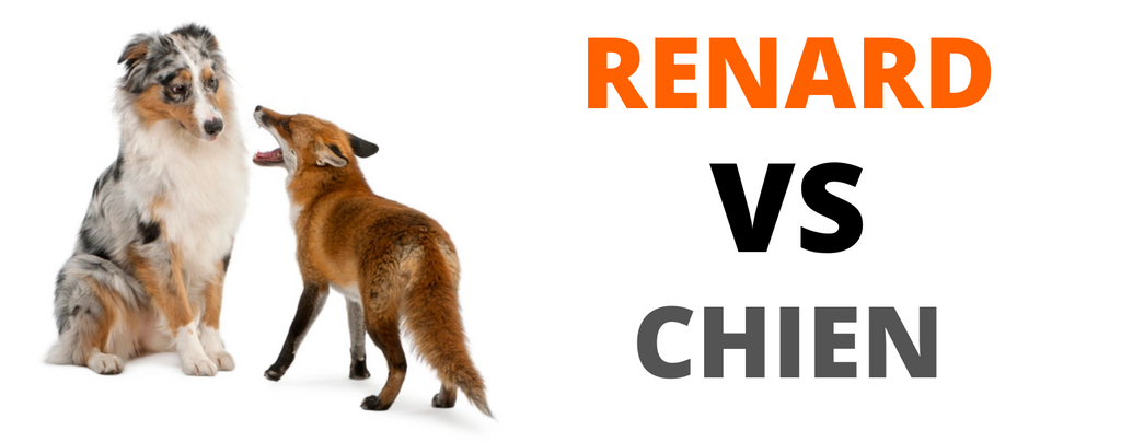 Renard vs Chien
