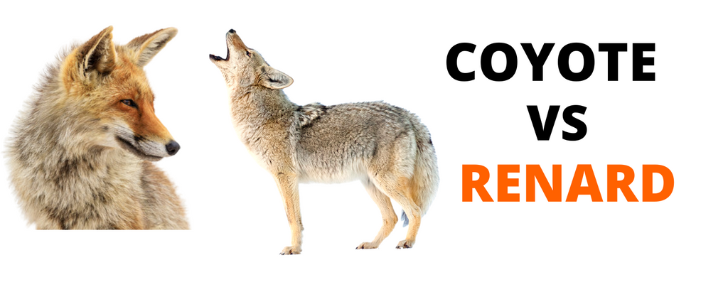 Renard vs Coyote