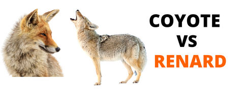renard-vs-coyote